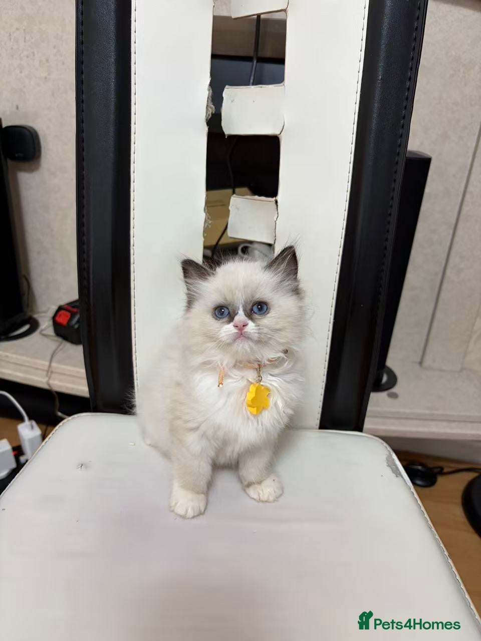 Ragdoll cats Ragdoll cat - Advert 1