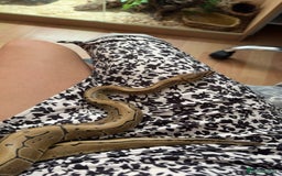 Python Snake reptiles for sale: pinstripe ball python for sale or good offers  - Image 4