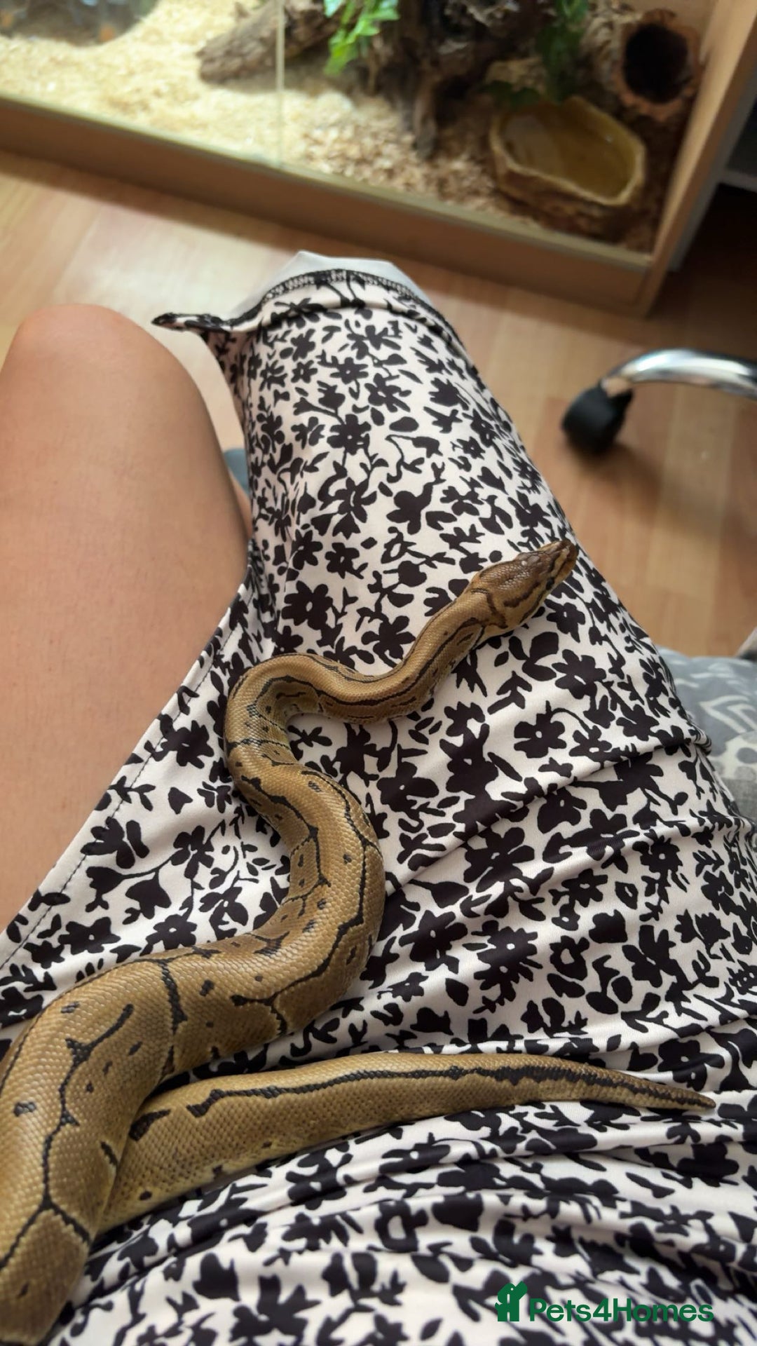 Python Snake reptiles for sale: pinstripe ball python for sale or good offers  - Image 4