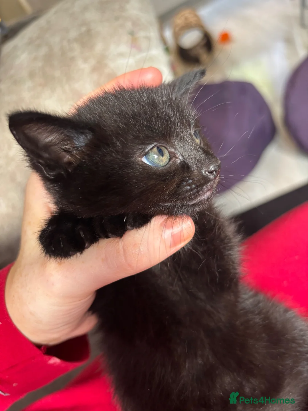 Mixed Breed cats for sale: Kittens  in Alexandria - Advert 16