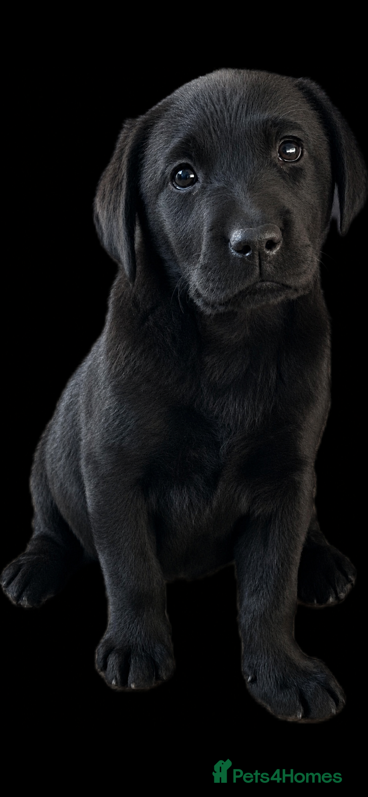Labrador Retriever dogs Kc registered labradors - Advert 7