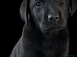 Labrador Retriever dogs Kc registered labradors - Advert 5