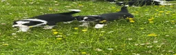 Border Collie dogs for sale: Border Collies Puppies in Lauder - Advert 4