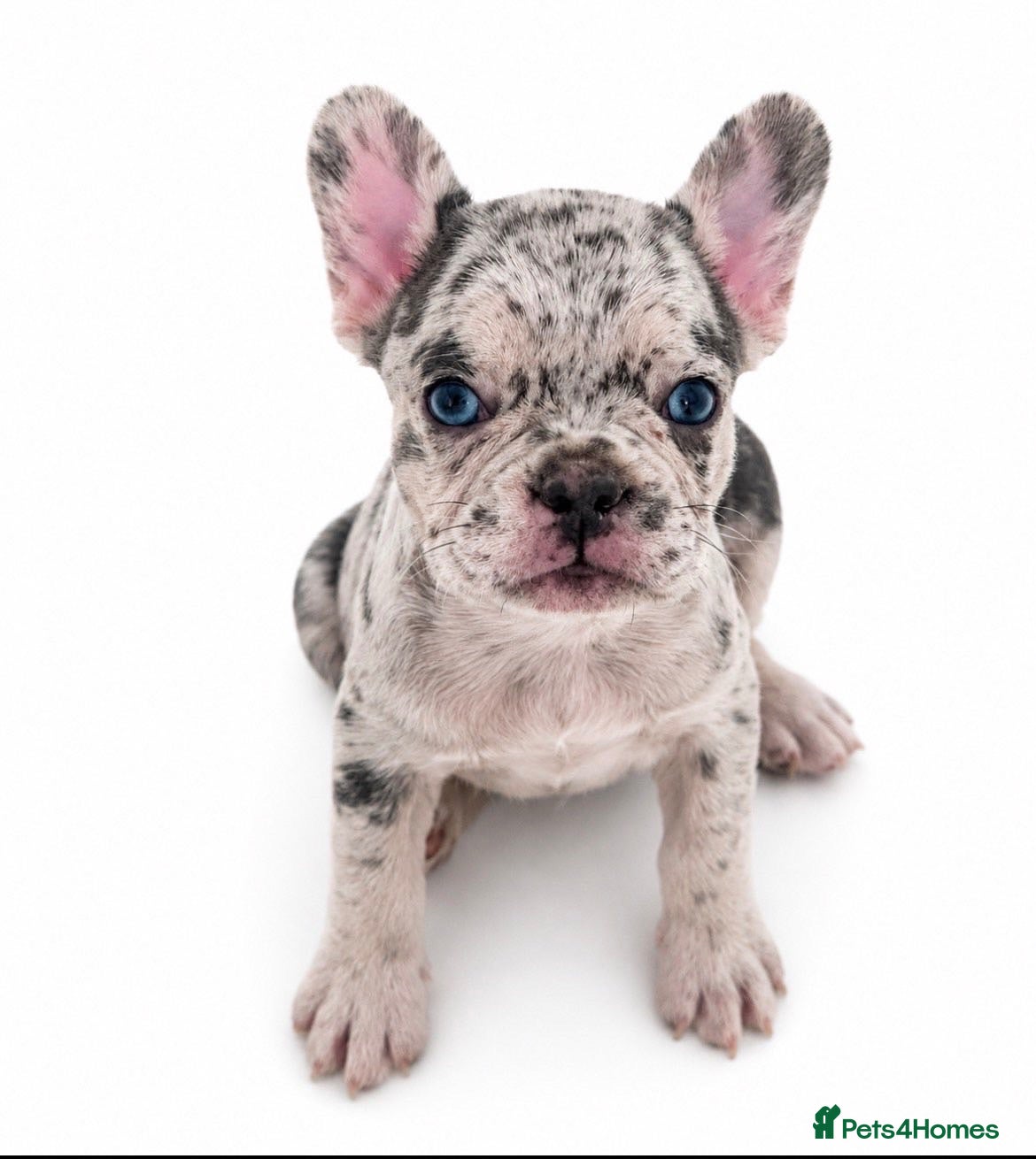 French Bulldog dogs Quality French Bulldog Puppies  - Advert 3