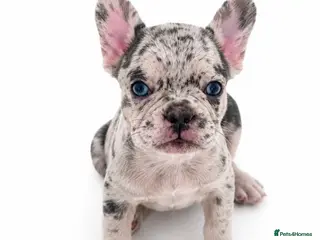 French Bulldog dogs Quality French Bulldog Puppies - Advert 3