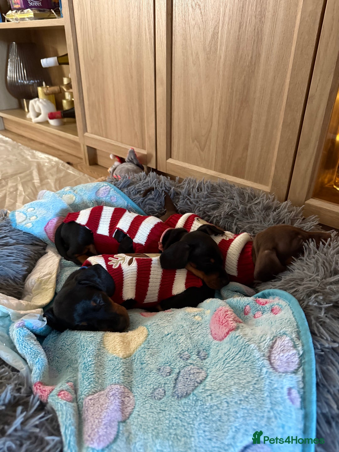 Dachshund dogs for sale: Beautiful Dachshund Puppies - Advert 11