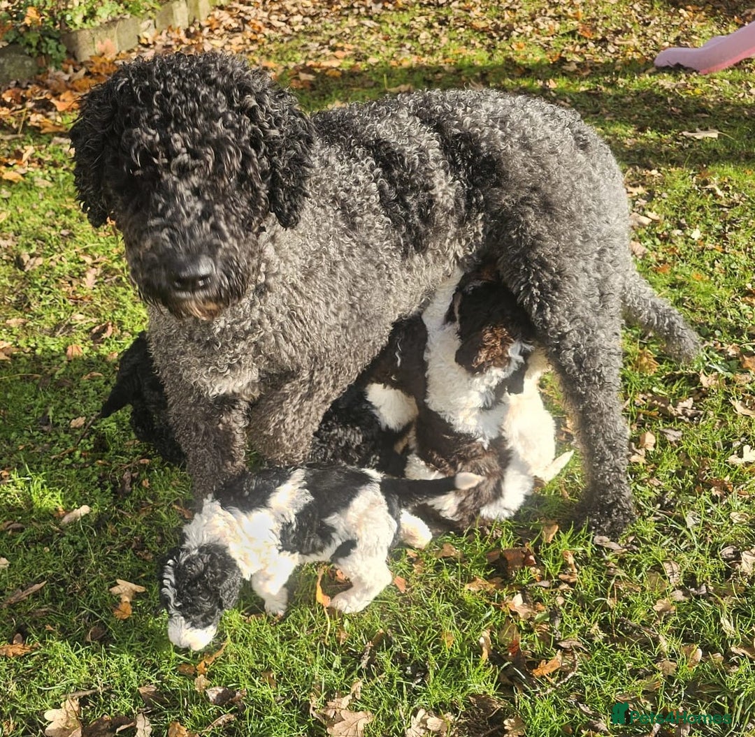 Labradoodle dogs for sale: Curly Coated Hypo-Allergenic Labradoodle Puppies   - Advert 2