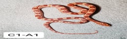Corn Snake reptiles for sale: Babies Corn Snakes - Advert 5