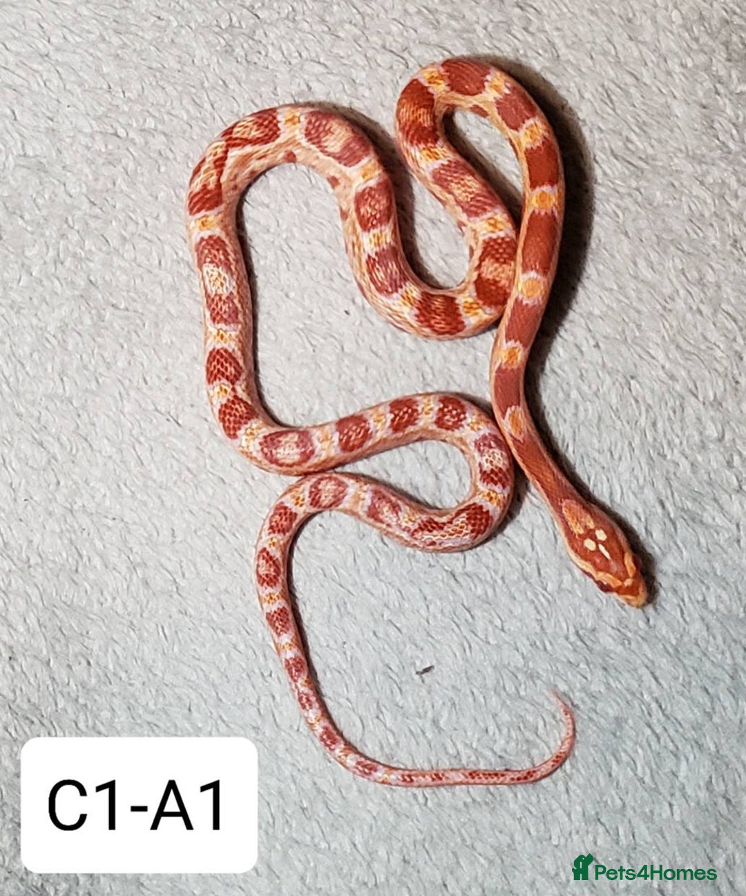 Corn Snake reptiles for sale: Babies Corn Snakes - Image 5