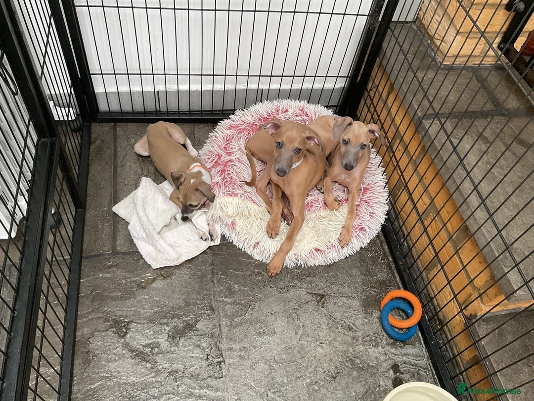 Italian Greyhound dogs for sale:  Beautiful Italian greyhound puppies  - Image 14