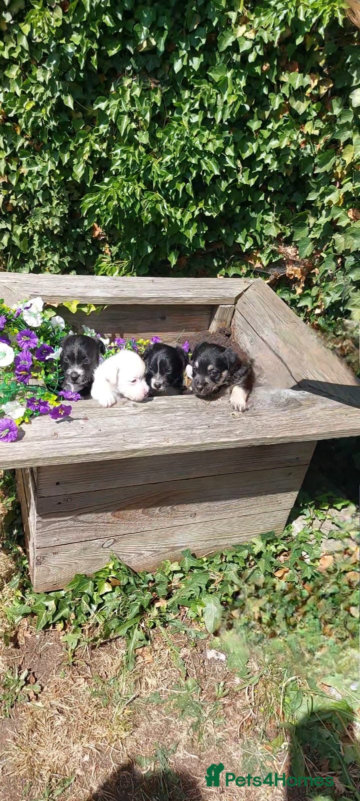 Mixed Breed dogs JACKINORIPOOS - Advert 1