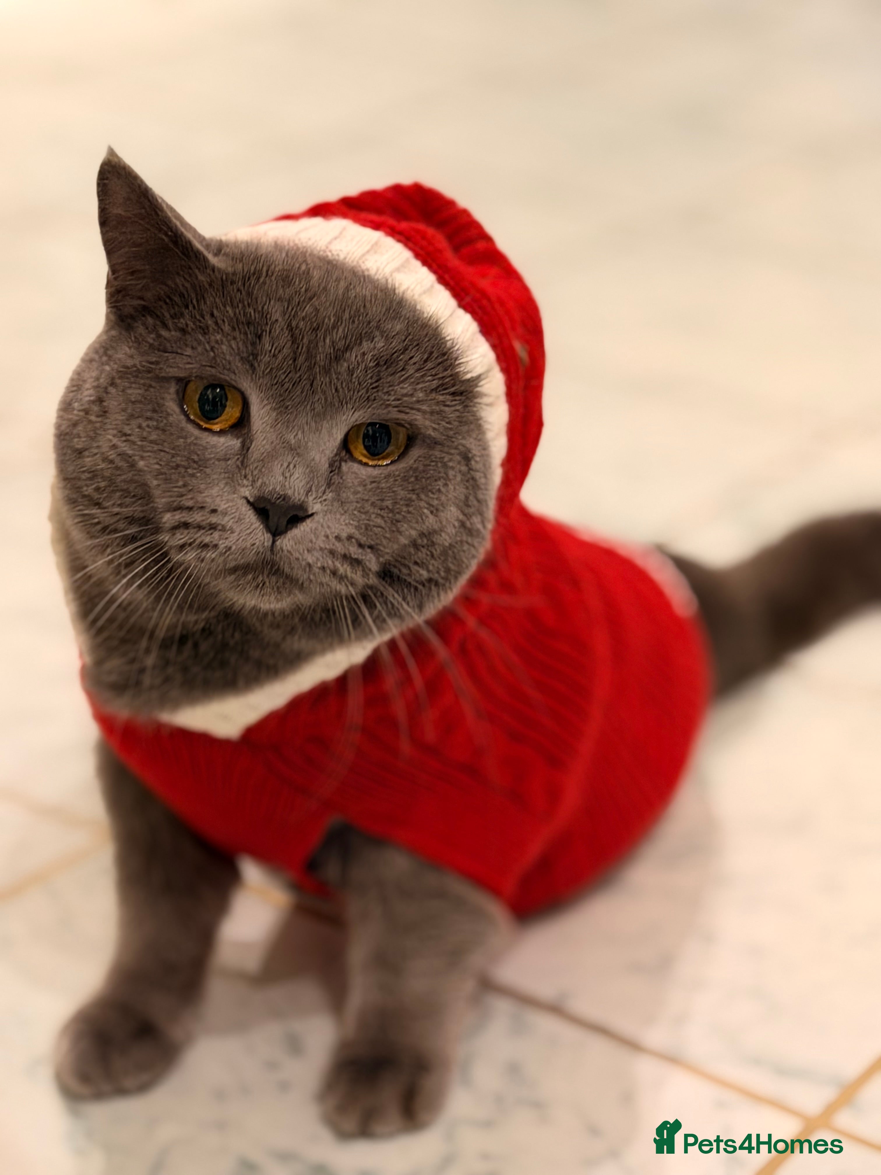 British Shorthair cats Tommy Charming British Shorthair Looking for Love - Advert 14