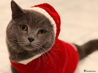 British Shorthair cats Tommy Charming British Shorthair Looking for Love - Advert 20