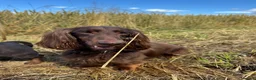 Miniature Dachshund dogs for sale: Miniature Dachshund looking for new home - Advert 2