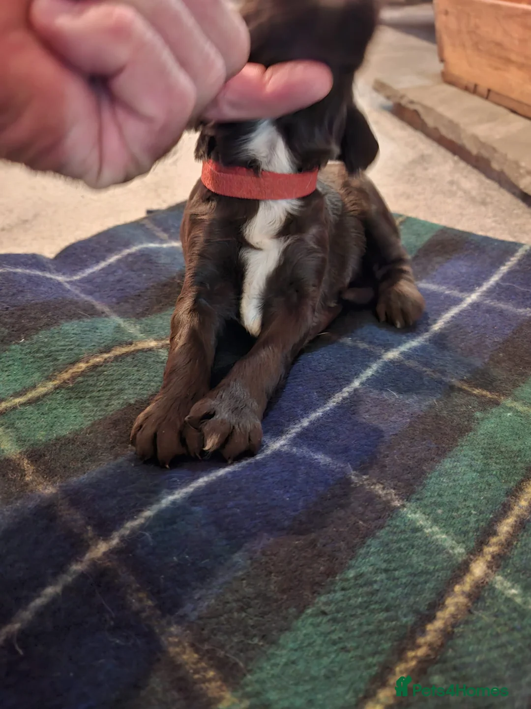 Sprocker dogs for sale: F1 Sprocker Spaniel Puppies 7 Boys & 2 Girls 🐾 - Advert 24