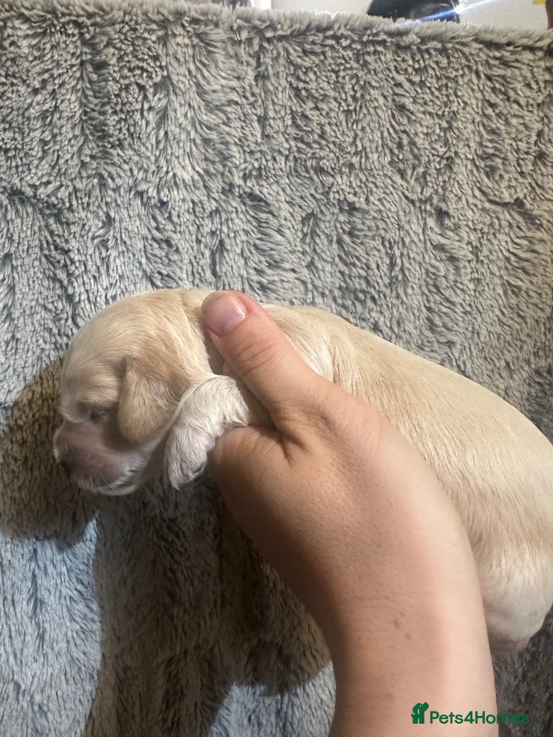 Cockapoo dogs for sale: 🐾 F1 Top Class 🐾  - Image 19