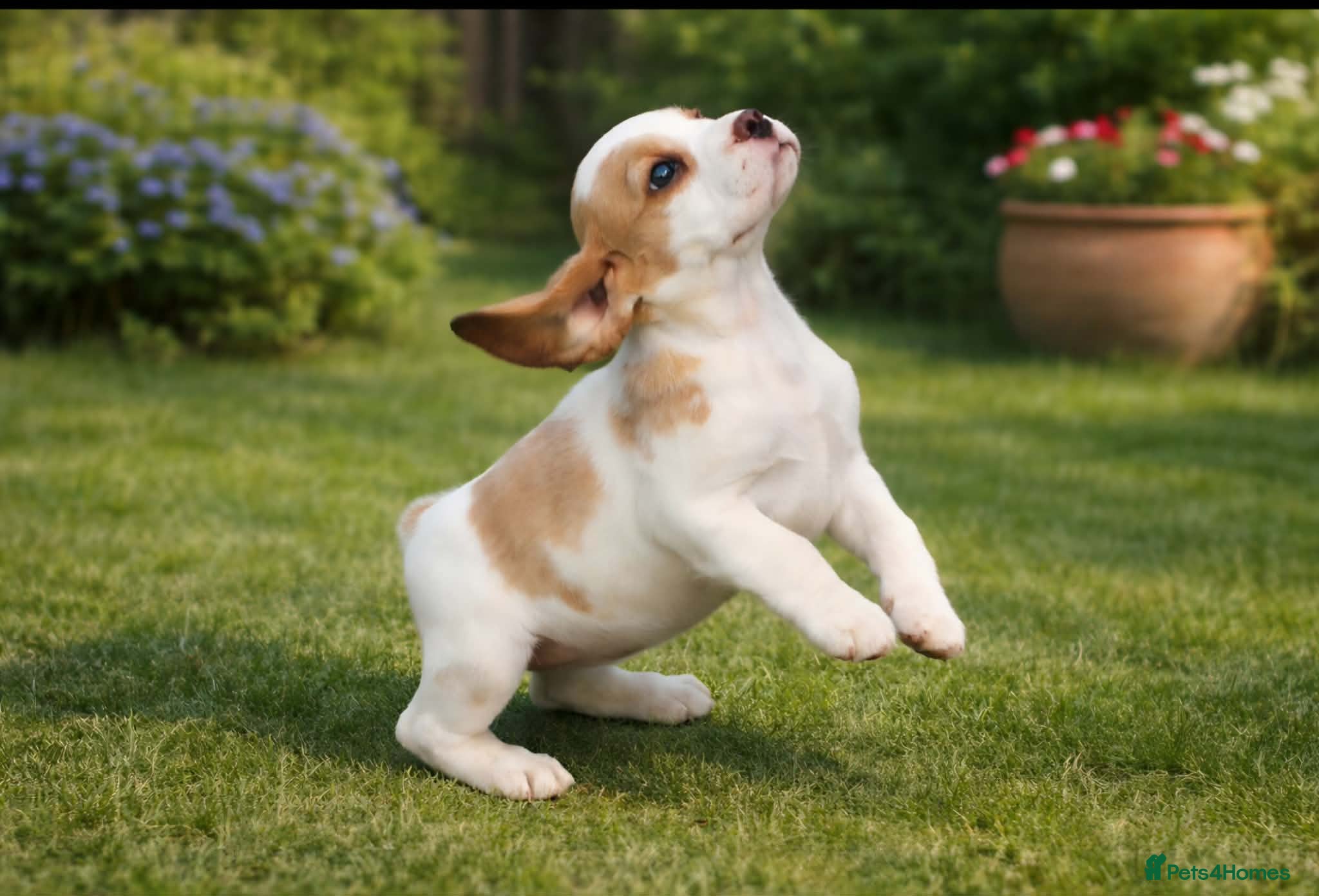 Beagle dogs READY NOW KENNEL CLUB REGISTRED BEAGLE PUPPIES - Advert 3