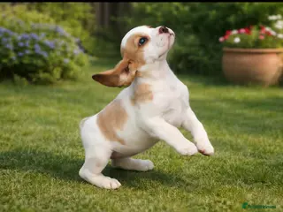 Beagle dogs READY NOW KENNEL CLUB REGISTRED BEAGLE PUPPIES - Advert 3