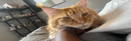 Maine Coon cats for sale: Adult Maine coons in Coventry - Advert 13