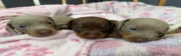 Miniature Dachshund dogs for sale: 🌟  Miniature Dachshund Pups!! KC & PRA clear🌟 in Saint Helens - Advert 9