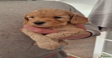 Cockapoo dogs - Advert 3