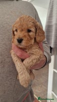 Cockapoo dogs - Advert 5