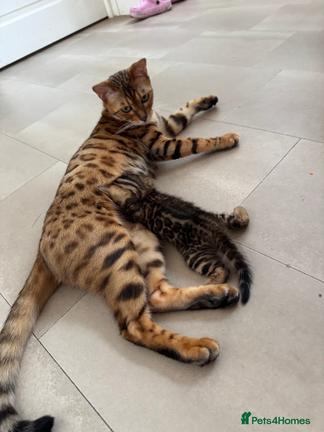 Bengal cats for sale: ✨Full Breed Bengal girl✨ - Image 9