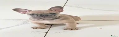 French Bulldog Puppy 5