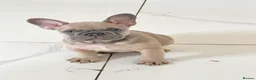 French Bulldog dogs for sale: French Bulldog Puppies Ready for Forever Home - Advert 16