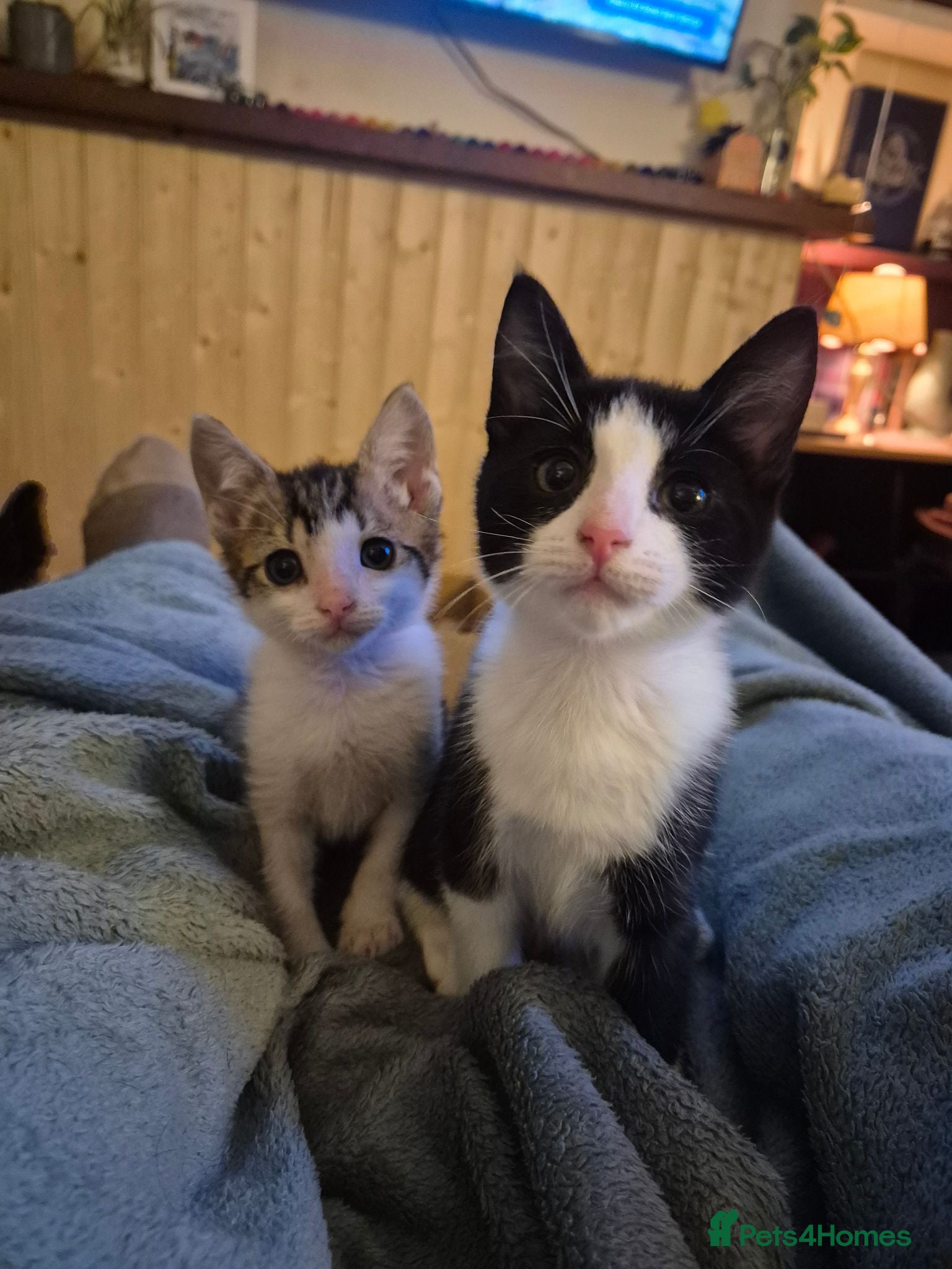 Domestic Shorthair cats Stray kittens for adoption - Advert 1