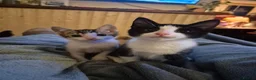 Domestic Shorthair cats for sale: Stray kittens for adoption - Advert 1