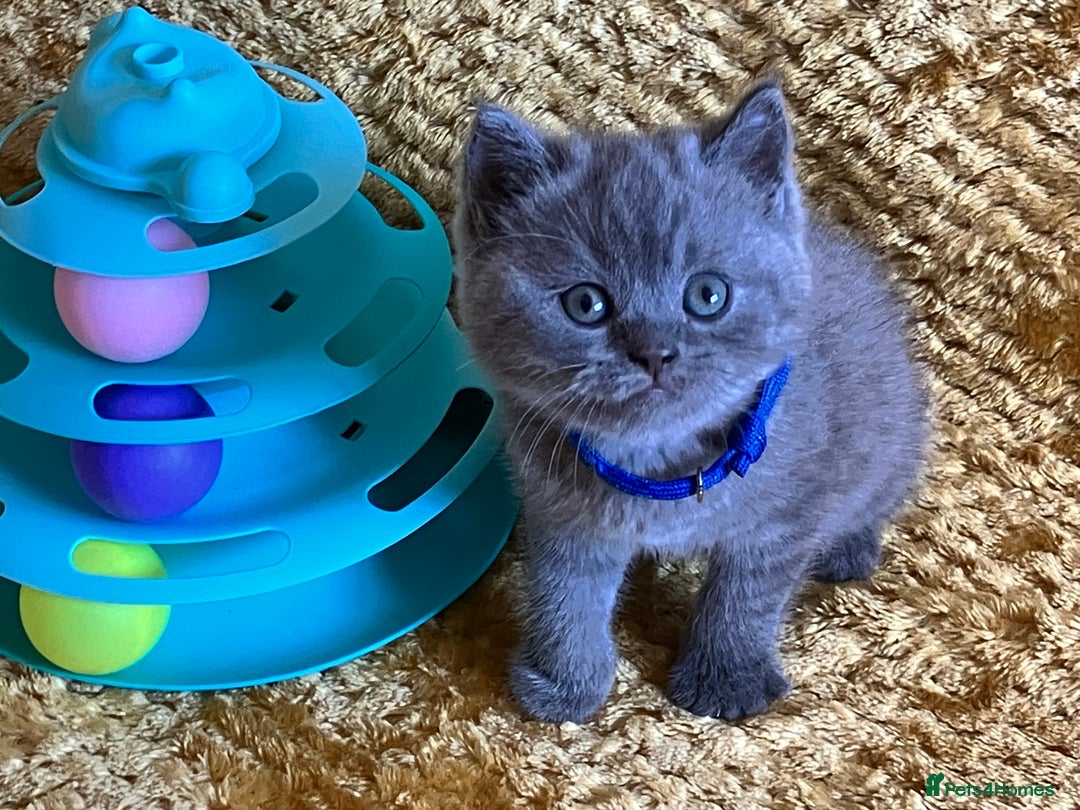 British Shorthair cats for sale: GCCF registered ChampionBloodline 5GENpedigree BSH - Image 1