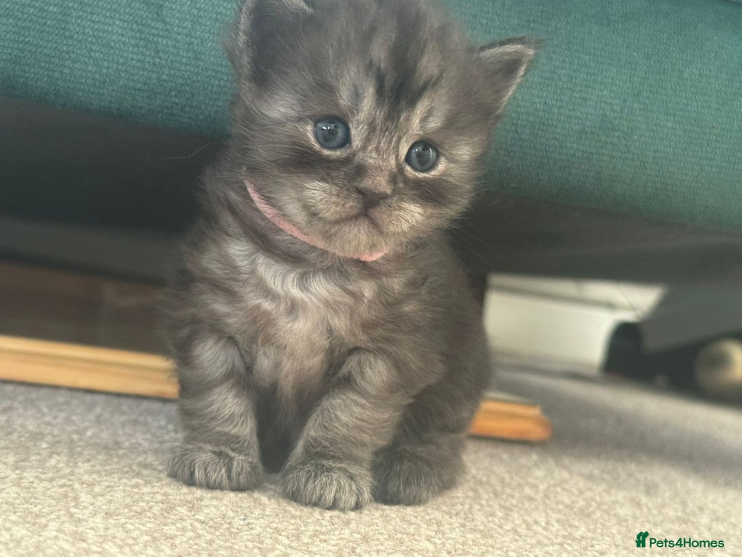 Ragcoon cats for sale: BEAUTIFUL RAGCOONS - Advert 10