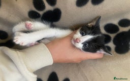 British Shorthair cats for sale: FREE NEED HOME  - Image 5