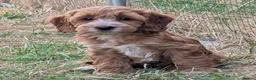 Cockapoo dogs for sale: Beautiful red pups from health tested parents - Advert 23