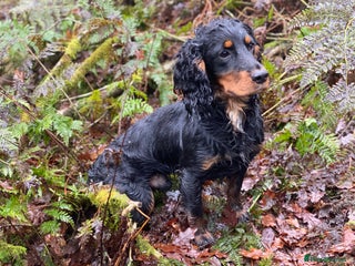 Cocker Spaniel dogs in Bristol - Advert 15