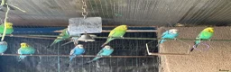 Cockatiels birds for sale: Cockateils  in Leicester - Advert 23