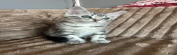 Norwegian Forest Cat cats for sale: Norwegian forest kittens  - Advert 3