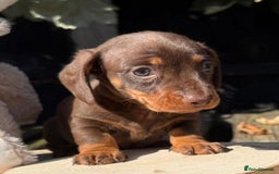 Miniature Dachshund dogs for sale: KC TRUE MINI DACHSHUND PUPPIES  - Image 3
