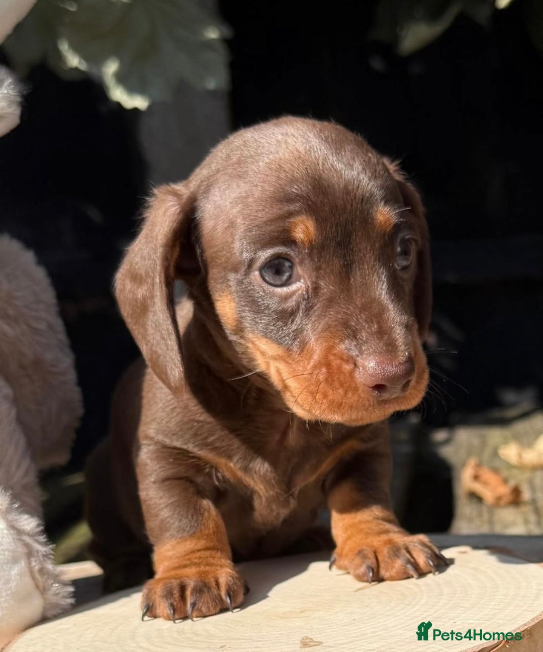 Miniature Dachshund dogs for sale: KC TRUE MINI DACHSHUND PUPPIES  - Image 3