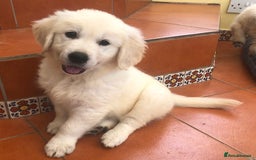Golden Retriever dogs for sale: Home bred Chunky cream Goldie pups - Image 10