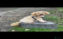 Cavapoo dogs for sale: Minnie and Marnie sad sale due to family split - Image 5