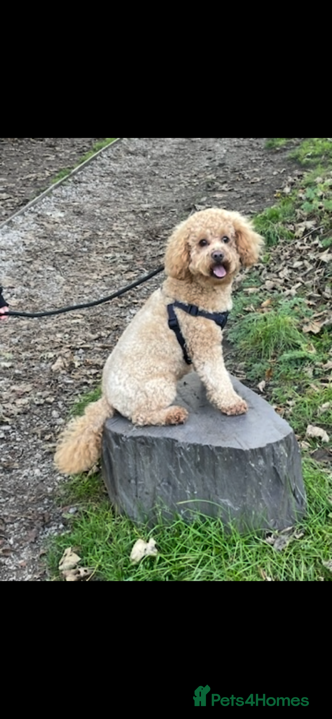 Cavapoo dogs for sale: Minnie and Marnie sad sale due to family split - Image 5