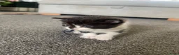 Ragdoll cats for sale: Beautiful Ragdoll Cross Kittens 🐾 - Advert 11
