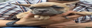 Sue