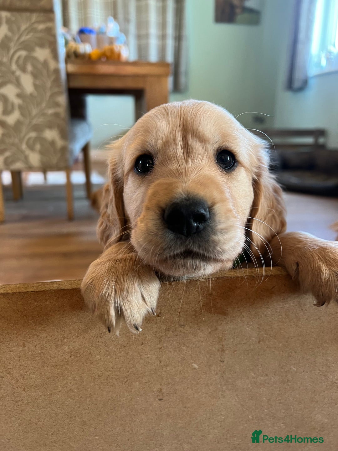 Golden Retriever dogs for sale: Gorgeous Working Type Golden Retriever Puppies  - Image 24