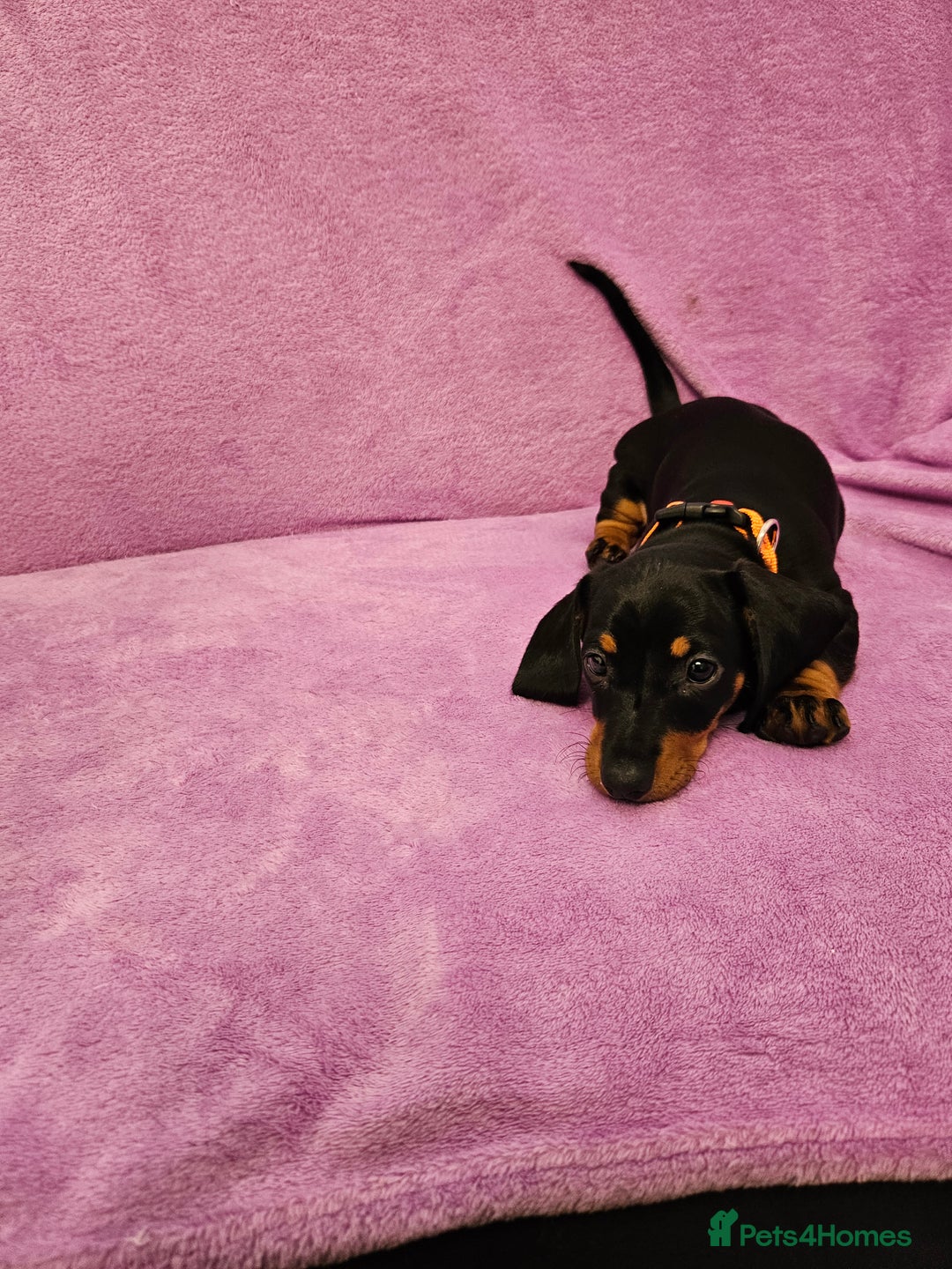 Dachshund dogs for sale: Puppies for sale - Advert 5