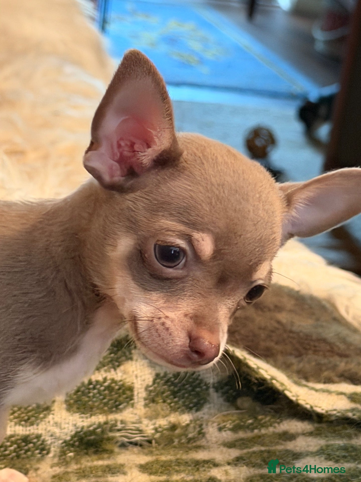 Chorkie dogs Chihuahua x yorkie - Advert 1