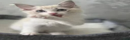 Ragdoll cats for sale: Beautiful Ragdoll Kittens - Advert 20