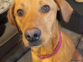 Labradoodle dogs F1b labradoodle puppies - Advert 1